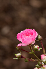 little pink rose blossoms against brown bokeh