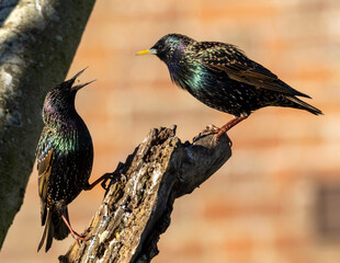 Large scale iridescent starling