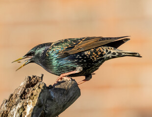 Large scale iridescent sparrow.