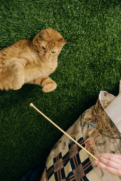 Cat playing with knitting needle