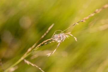  spider woven into a blade of grass