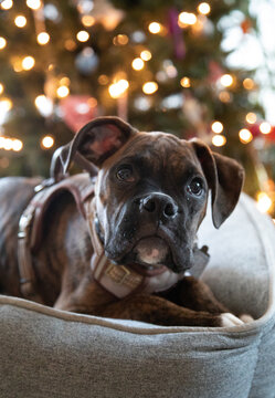 Boxer puppy