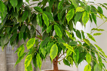 One houseplant of Ficus Benjamin, close-up.
