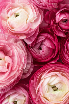 many pink ranunculus blooms