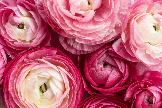 many pink ranunculus blooms
