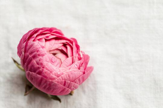 single beautiful ranunculus on linen