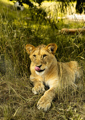 lion cub in the grass