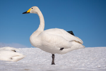 帯広の白鳥（北海道帯広市）