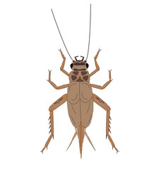 illustration of house cricket. Edible insect isolated on white background. Acheta domesticus.