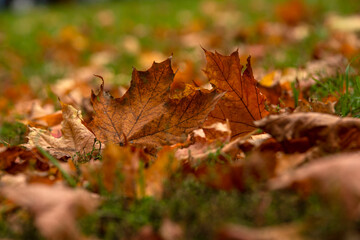 Naklejka na ściany i meble Dry leaves lie on the grass with soft blur