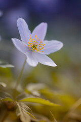 Kwiaty leśne w sezonie wiosennym. Łąka z białymi zawilcami. Las z kwitnącymi zawilcami. Białe zawilce gajowego. Świeże kwiaty. Temat kwiatowy.  © anettastar