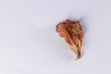 hoja seca de flor en fondo blanco