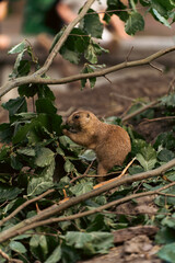 prairie dog eating