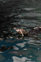 penguin swimming
