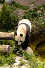 giant panda bear © Christoffer