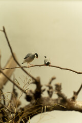 birds on a branch