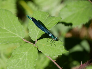 Insectos