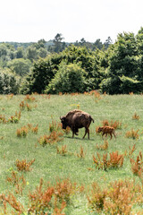 Bison in the field