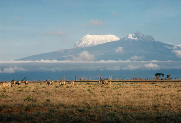 Zebras With Mount Kilimanjaro