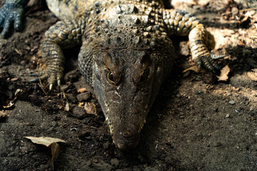 crocodile on the ground