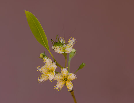Katytid on Brush Box flower eating.
