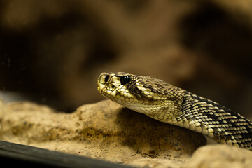 Closeup of a snake