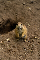 prairie dog on the ground