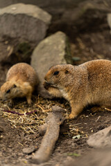 prairie dog eating