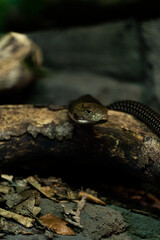 Snake on a branch