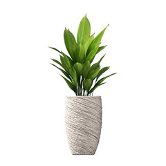 decorative flowers and plants for the interior, isolated on white background, 3D illustration, cg render