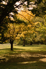 Autumn trees with sunlight on meadow in central park in New York City.