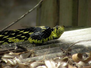 snake in the garden