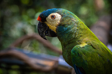 Papagaio de Foz do Iguaçú