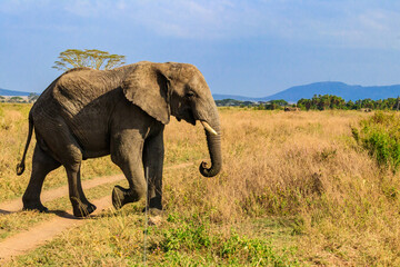 African elephant crossing a road in savanna in Serengeti National park in Tanzania