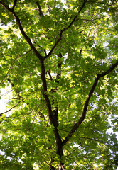 look up at tree, green leafs and dark wood