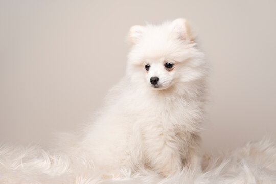 Pomeranian spitz puppy