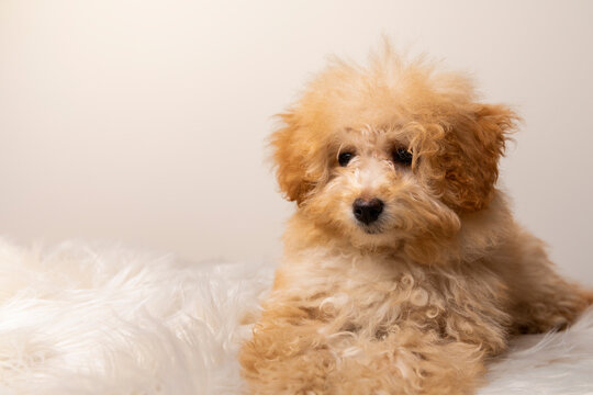 Cute toy poodle puppy