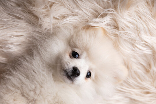 Adorable Pomeranian spitz puppy lying down