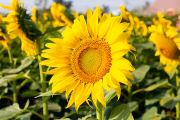 Sunflowers are blooming with blue sky. Sunflower field