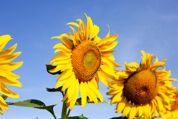 Naklejka premium Sunflowers are blooming with blue sky. Sunflower field