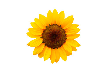 Sunflower on a white background.