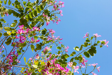 Bauhinia purpurea tree with pink flower