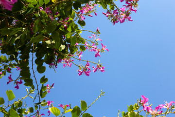 Bauhinia purpurea tree with pink flower