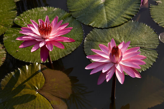 Closeup lotus flower , illuminated by the morning light