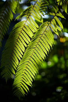 Closeup of tropical green plants under the rays of the morning sun