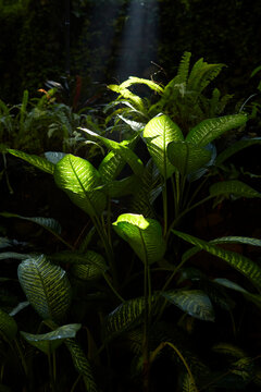 Closeup of tropical green plants under the rays of the morning sun