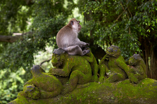 Mischievous monkey sitting on stone monkey statue
