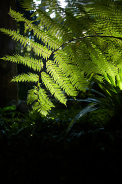 Closeup of tropical green plants under the rays of the morning sun