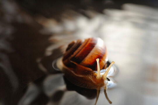 The snail
