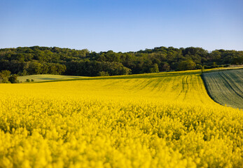 yellow rapeseed field with blue sky and soft hill - obrazy, fototapety, plakaty